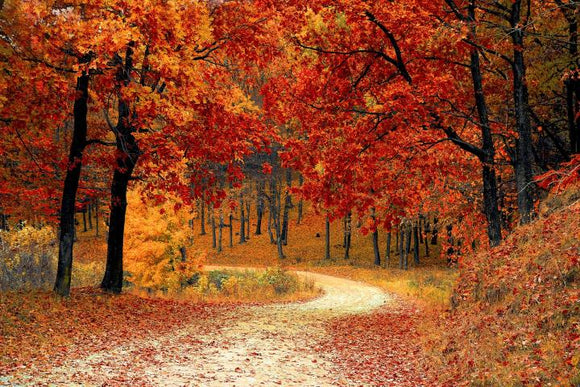 Autumn / Fall Scents