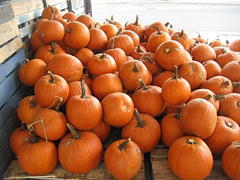 Pumpkin Everything!