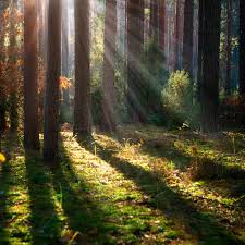 Woodsy Scents