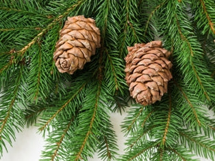 Balsam and Cedar